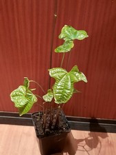 Dioscorea sansibarensis
