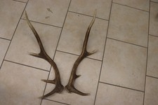 Abwurfstangen Geweihstangen