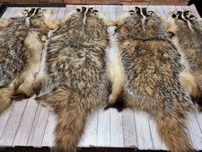 Echte Kanadische Dachsfelle Dachsfell Honigdachs besonders dicht Anti Rheuma