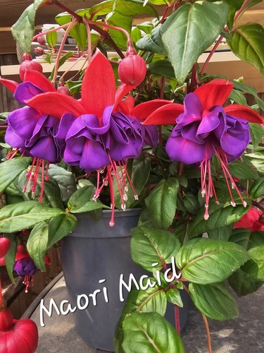 Fuchsie maori maid - ​fuchsie,