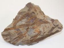 Pflanze, Taeniocrada decheniana, Devon, Wahnbachtal b. Siegburg,Deutschland-b965