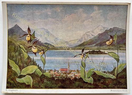 Kunst blumen frauenschuh am - ak,
