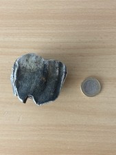 Wollnashorn Backenzahn Coelodonta Antiquus Quartär Pleistozän Eiszeit