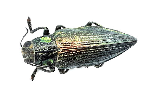 Buprestidae chrysodema - buprestidae,,