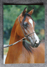 Postkarte Ebert,Araber Pferd,Arabische Pferde,Tier,Tiere,AK,Ansichtskarte