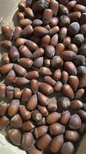 750 g Haselnüsse mit Schale