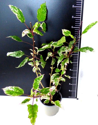 Hibiscus rosa sinensis