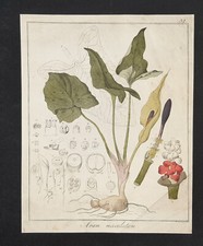 Kupferstich um 1835 Arum