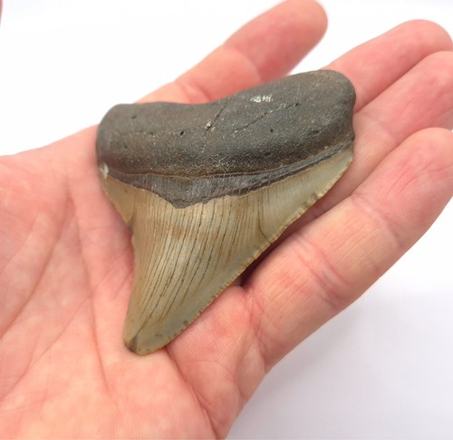 Schöner megalodon haizahn - schöner,