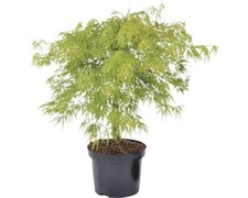 Japanischer Schlitzahorn