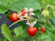 Solanum sisymbriifolium - ,