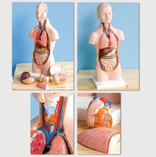 Anatomie-Modell TORSO 52 cm Größe 2:1 Körpermodell Lernmodell Medizin Körper NEU