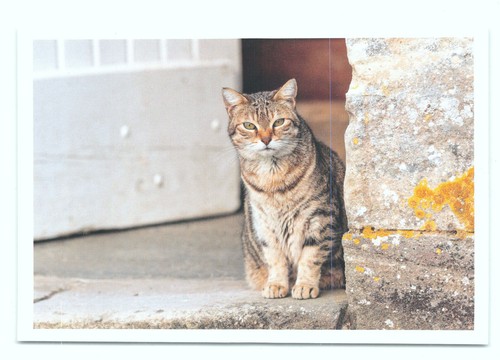Postkarte katze neu - ak, 8''