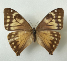 * Schmetterling - Morpho aega