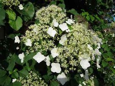 Hydrangea petiolaris /
