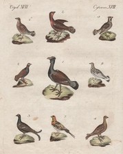 Auerhahn Birkhahn Hühner Hahn Schneehuhn Vögel chicken hen Bertuch 1800