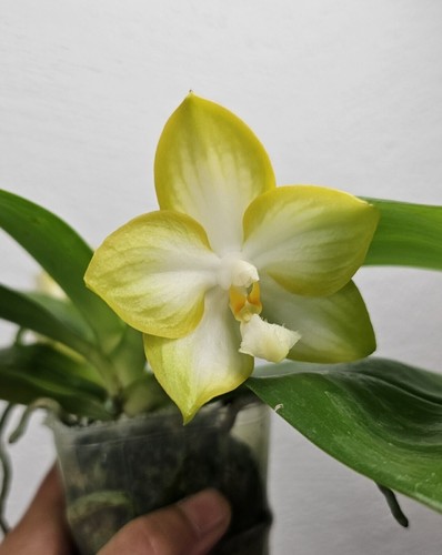 Taiwan duft orchidee - taiwan,