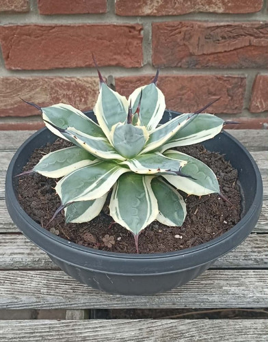 Agave parryi cream spike - agave,