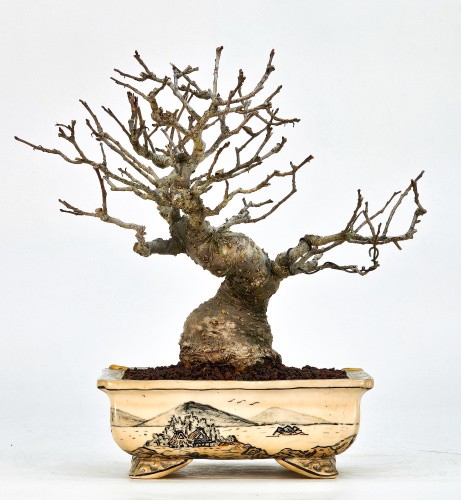 Bonsai jap winterbeere ilex - winterbeere,