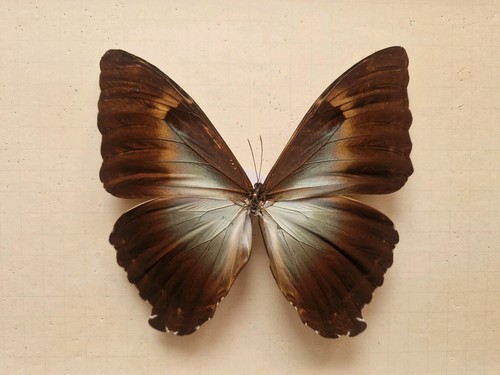 Morpho cisseis ssp