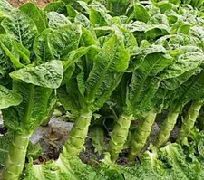 Celtuce Samen, Wosun,  萵筍, Spargelsalat, chinesische Keule