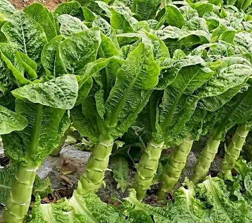 Celtuce samen wosun - samen,, wosun,