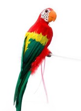 Piraten Papagei - Witziges