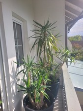 Yucca-Palme - Yucca elephantipes XXL 2 Stück 