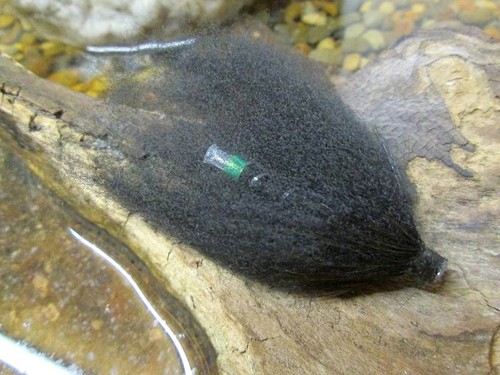 Gilchrist fliegen black bear - gilchrist,