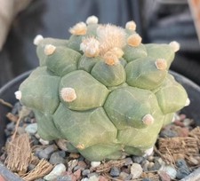 Sale Rare Plant Cacti