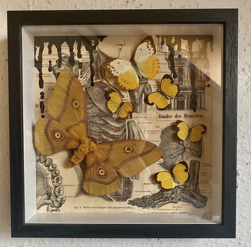 Schmetterlinge schaukasten - schmetterlinge,