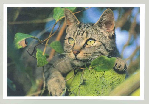 Postkarte katze neu - postkarte, 29: