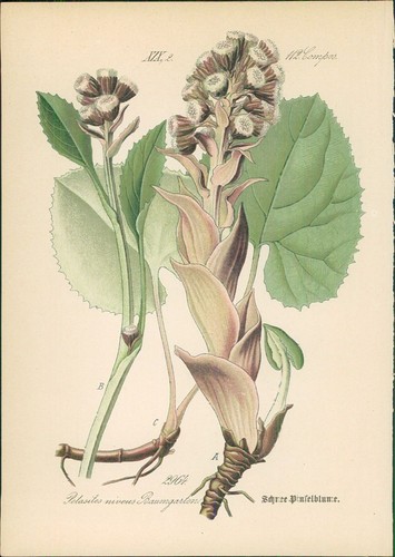 Chromolithographie - ,