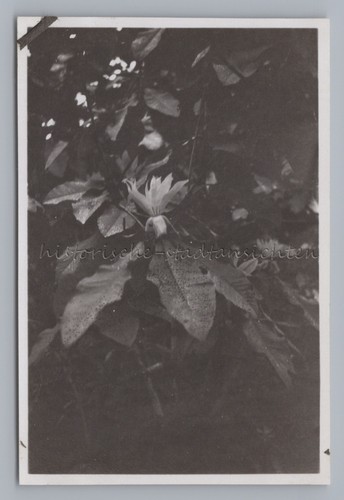 Magnolienblüte altes foto - magnolienblüte,