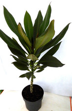 Plumeria Frangipani "Alba" - Tempelbaum mit weißen Blü Zimmerpflanze Grünpflanze