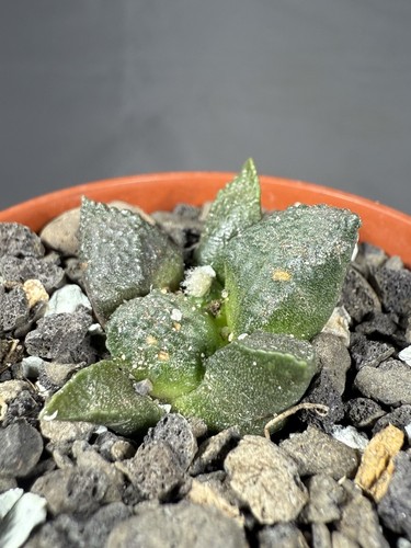 Ariocarpus lloydii
