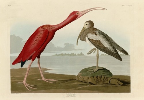 Scarlet ibis john audubon - scarlet,