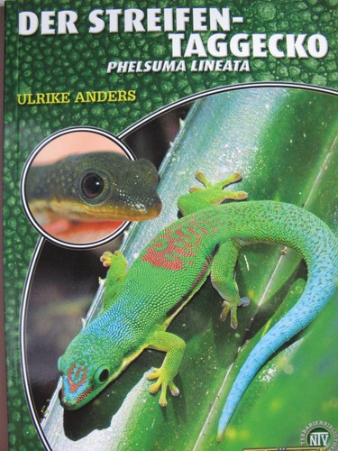 Der streifen taggecko natur - taggecko,