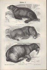 Lithograph 1896: Seals I/II