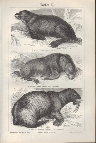 Lithografie 1896 robben ii - lithografie,