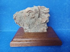 Muscheln in Stein versteinert