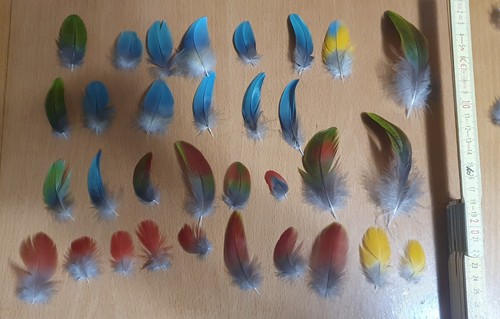 Echte blaue rote gelbe - 32,