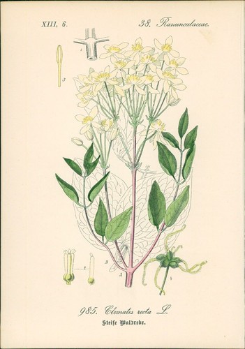 Chromolithographie steife - chromolithographie, :