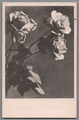 Großhain rosenkarte nach - großhain,
