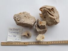 Dolomitisierte Fossilien -