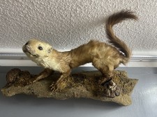 Tierpräperrat Ausgestopftestier Ausgestopft Mader