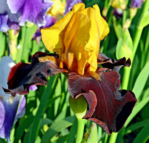 Schwertlilie bartiris iris - schwertlilie,
