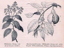 Blühneder zweig vom - "blühneder,