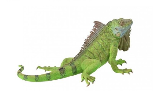 Collecta 88965 leguan - collecta,