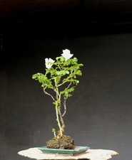 Bonsai outdoor winterhart